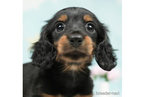 成約済の千葉県のミニチュアダックスフンド(ロングヘアード)-207861の1枚目